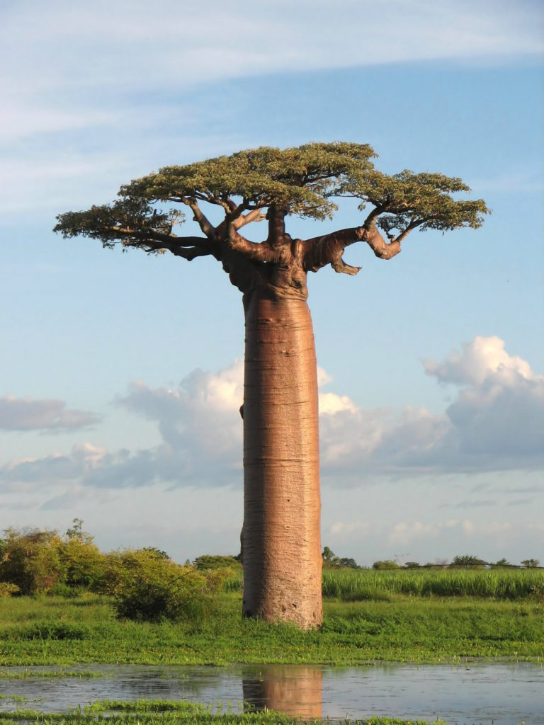 Les premières fermentations de miel se sont sans doute passées dans les baobabs.